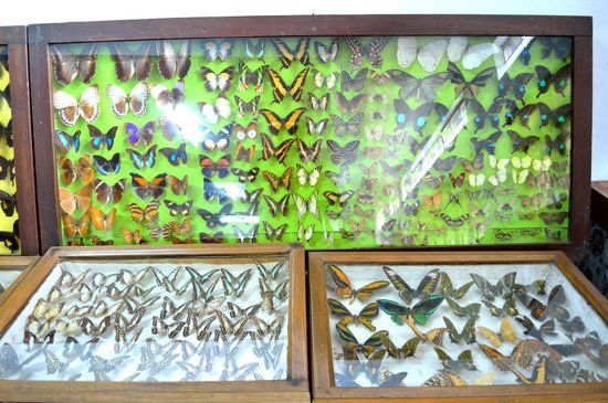 Butterfly Museum